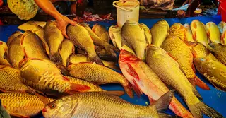 ময়মনসিংহে চাষের মাছের সরবরাহ কম; কেজিতে দাম বেড়েছে ৪০ টাকা পর্যন্ত